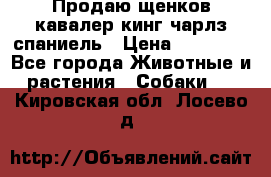 Продаю щенков кавалер кинг чарлз спаниель › Цена ­ 40 000 - Все города Животные и растения » Собаки   . Кировская обл.,Лосево д.